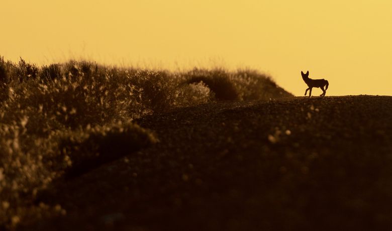 A coyote pup walks across a road in the Hanford Reach National Monument on July 8. (Nick Wagner / The Seattle Times)