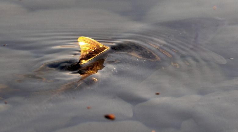 A fish’s dorsal fin reflects the sun as it swims in the Columbia River within the Hanford Reach National Monument on July 8. (Nick Wagner / The Seattle Times)