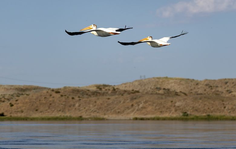 American white pelicans soar above the Columbia River on July 9. (Nick Wagner / The Seattle Times)