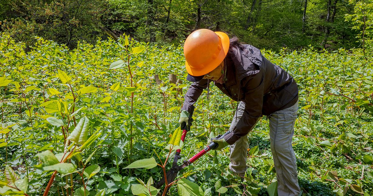 Planting Time Invasive How to fight invasive plants | The Seattle Times