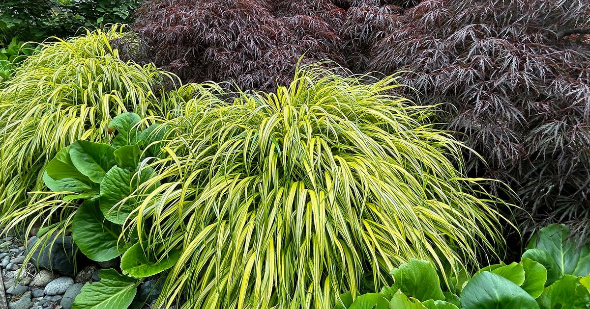 fern plant images Mother Fern – Plant Detectives