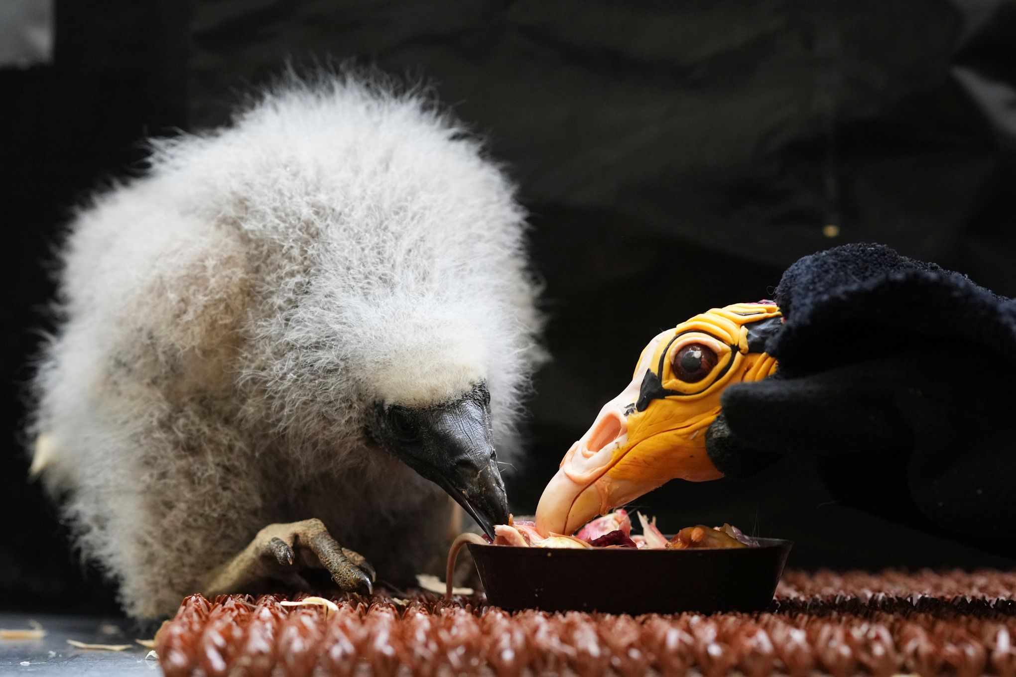 Zookeepers in Prague turn into puppeteers to save baby vultures 