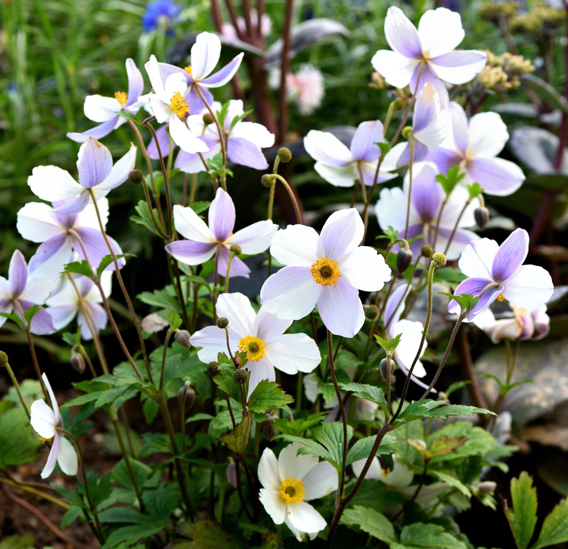 Easy, breezy anemones bloom above and beyond others | The Seattle