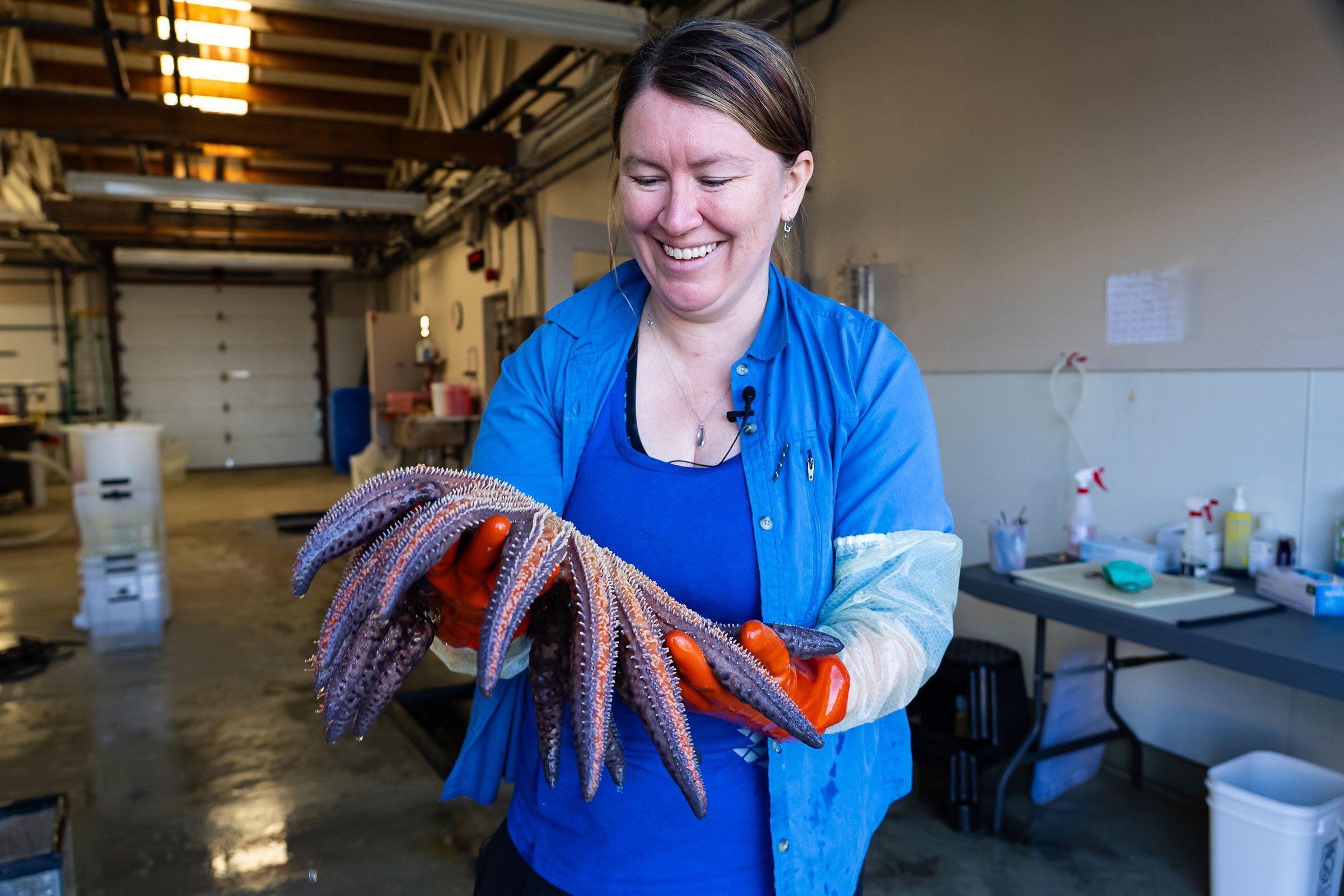Inside the search for WA's sea star killer | The Seattle Times