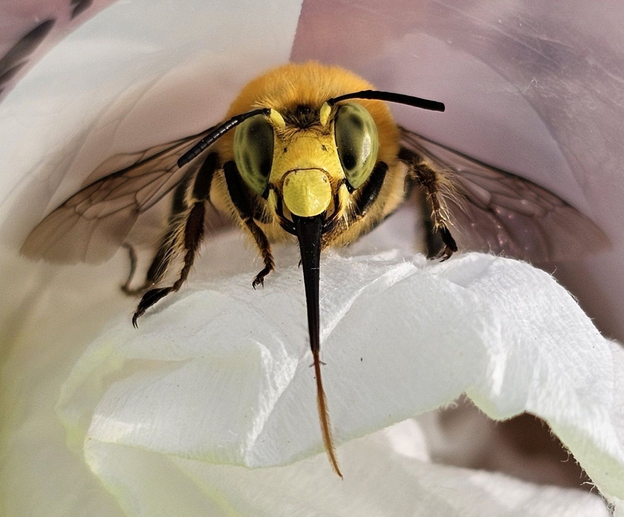 WA bee project turns up dozens of new or rare species | The