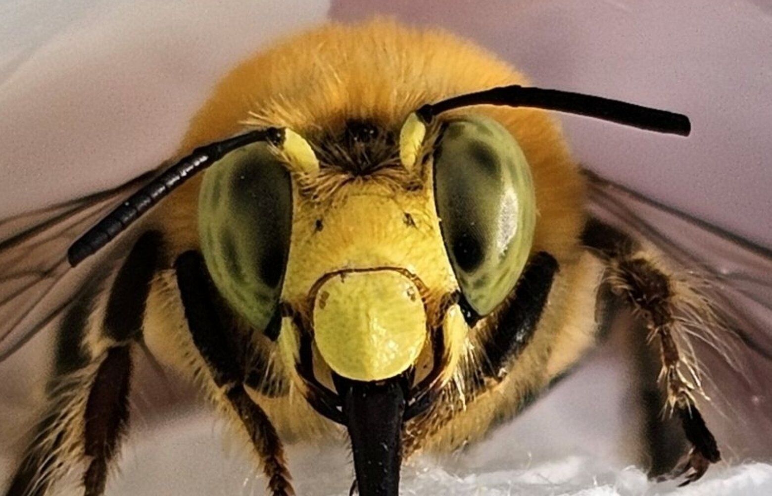 WA bee project turns up dozens of new or rare species | The