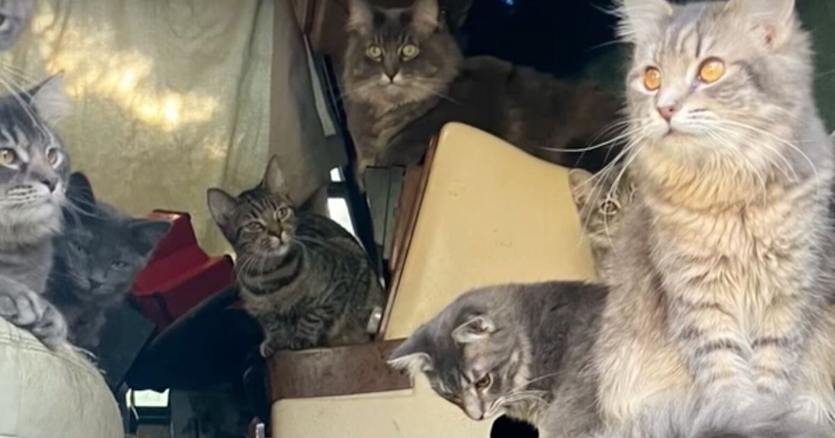 80 cats and kittens seized from trailer in Pierce County | The Seattle ...