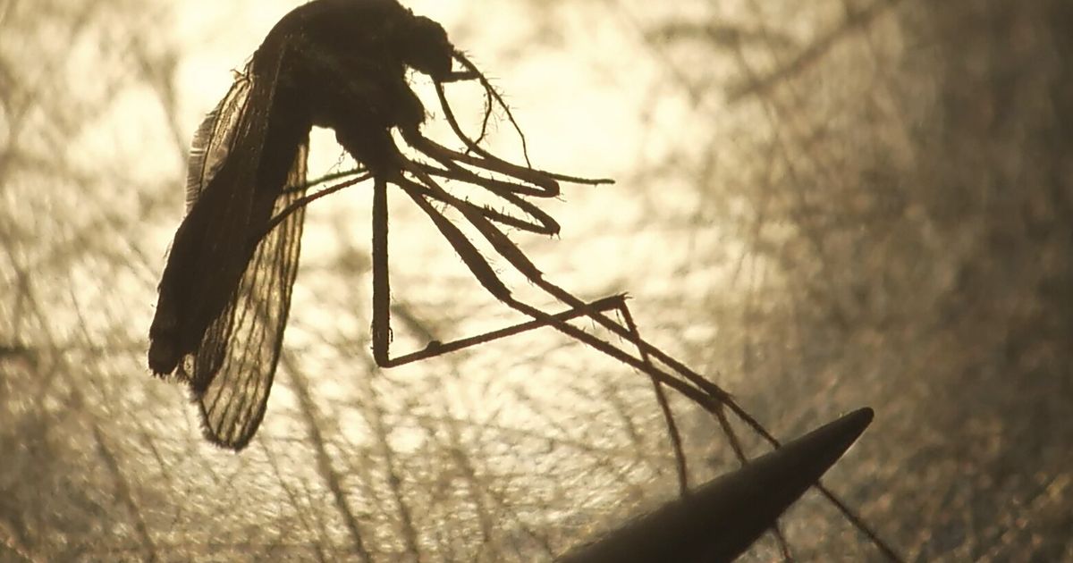 Malaria possibly contracted in WA, would be state’s first local case
