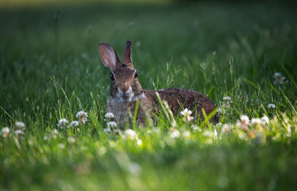 How to waste less water on your lawn this summer