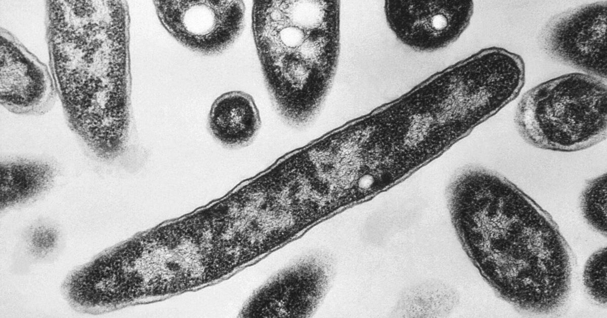 One person dies amid legionnaires’ disease outbreak in New York City - image 2