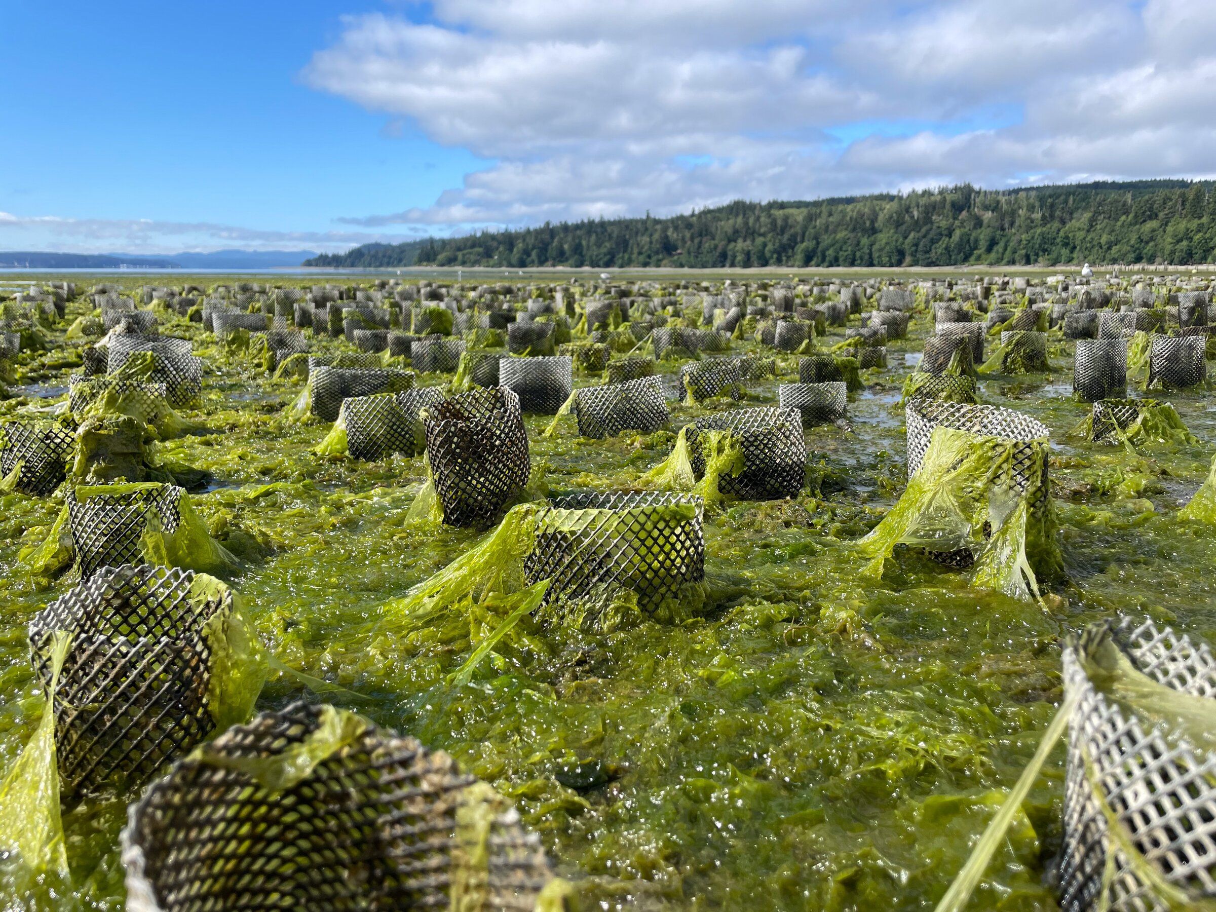 Seaweed project in limbo after Trump cuts, UW professor says | The