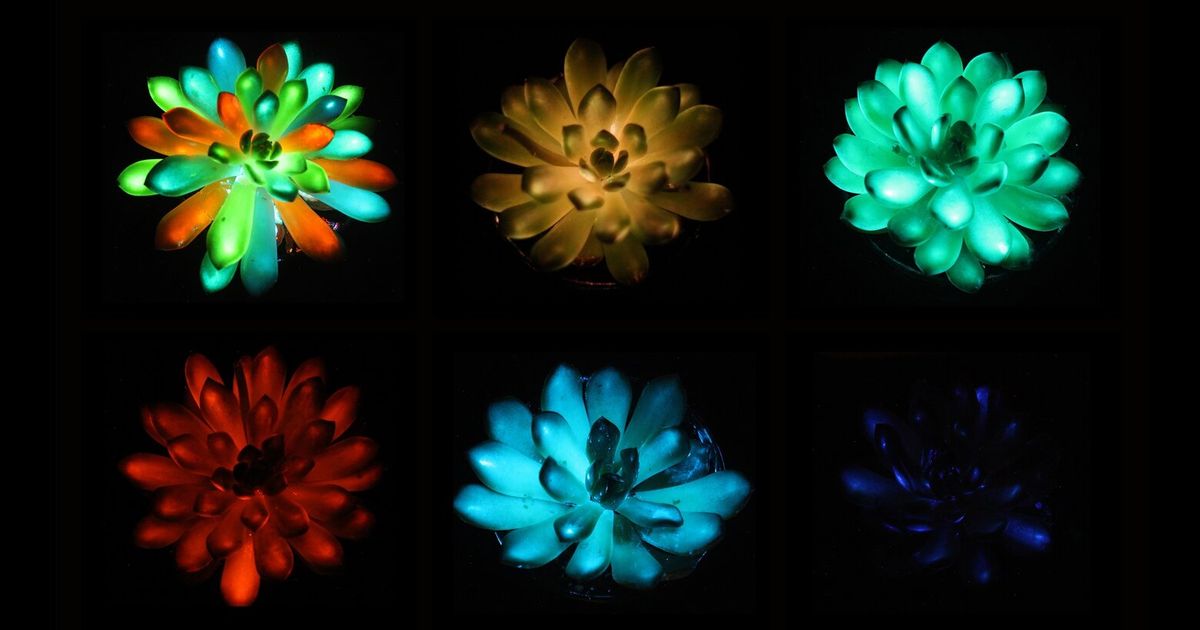 Glowing bioengineered succulent plant