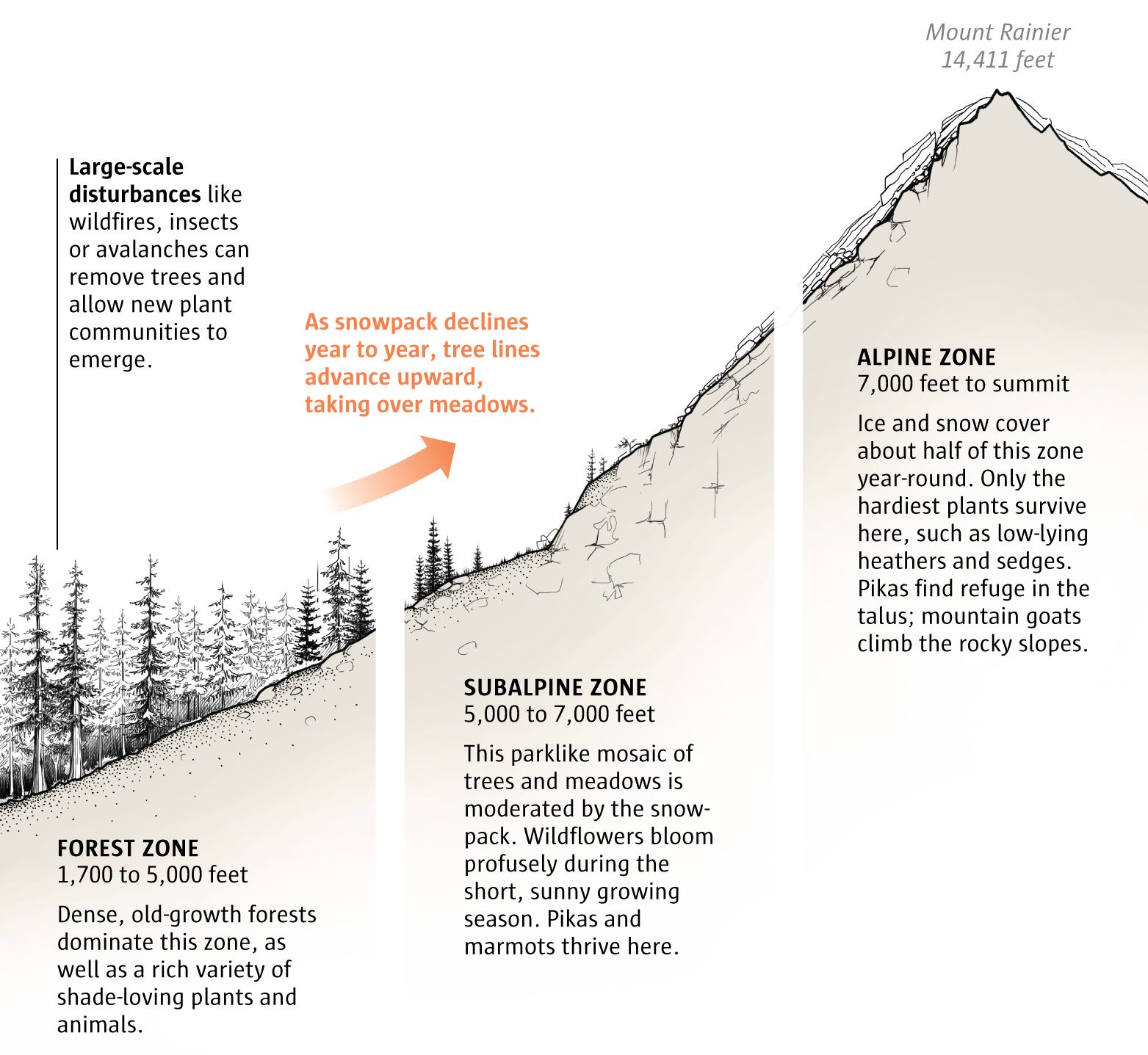 6 ways WA's warming mountains are changing — and what could