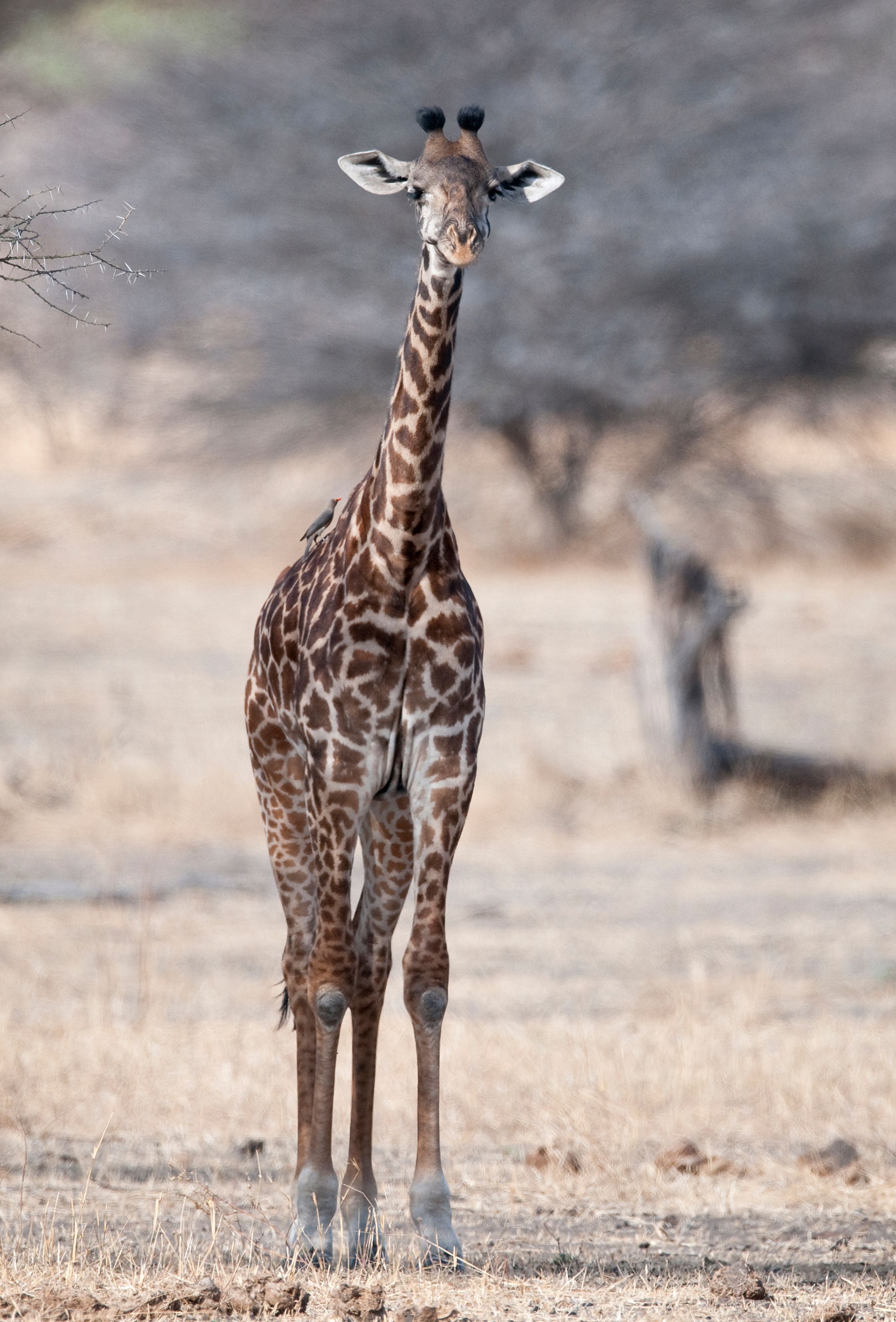 Scientists split giraffes into four species. Three are in trouble