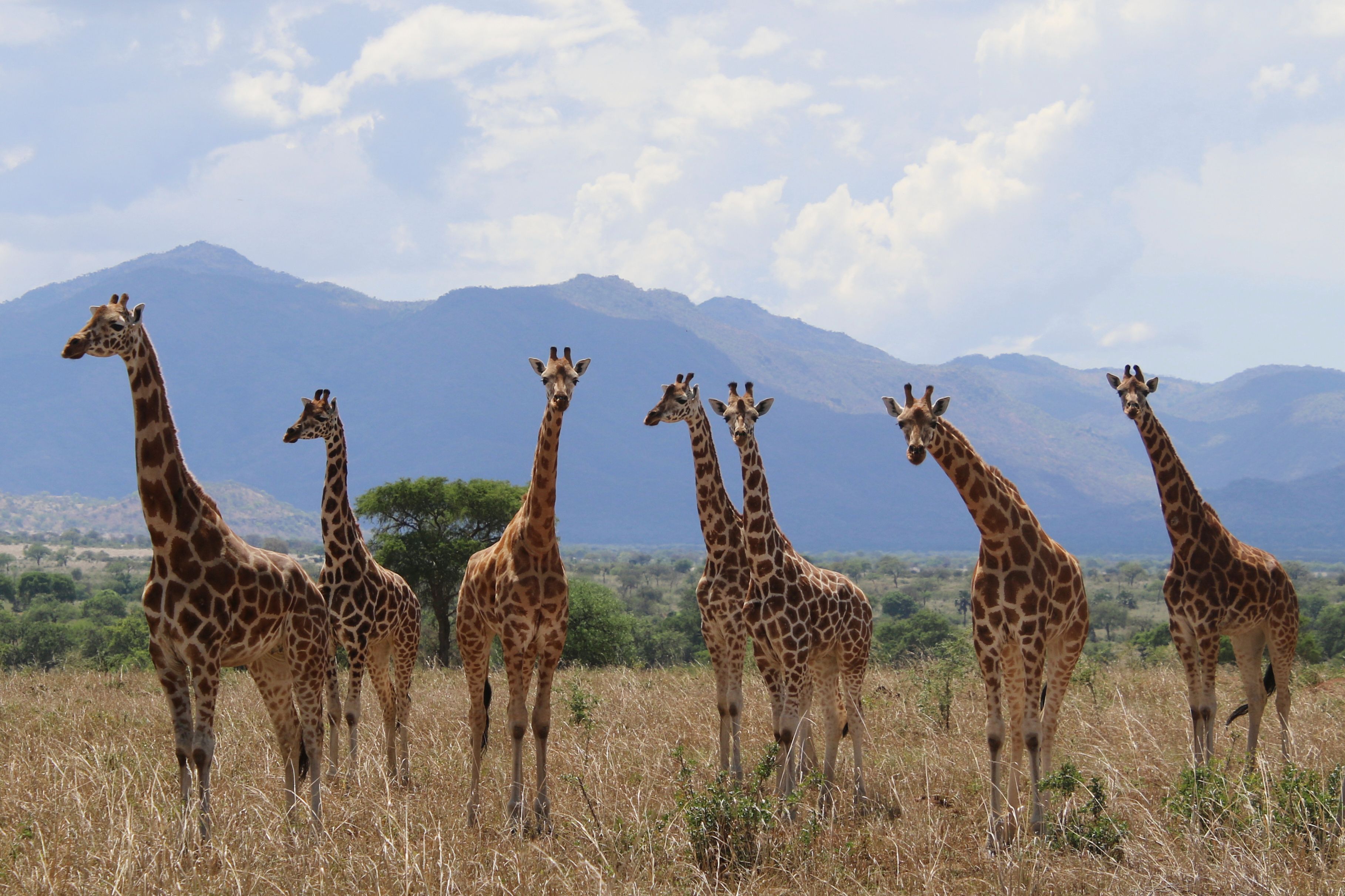 How many giraffe species are in Africa? New scientific analysis