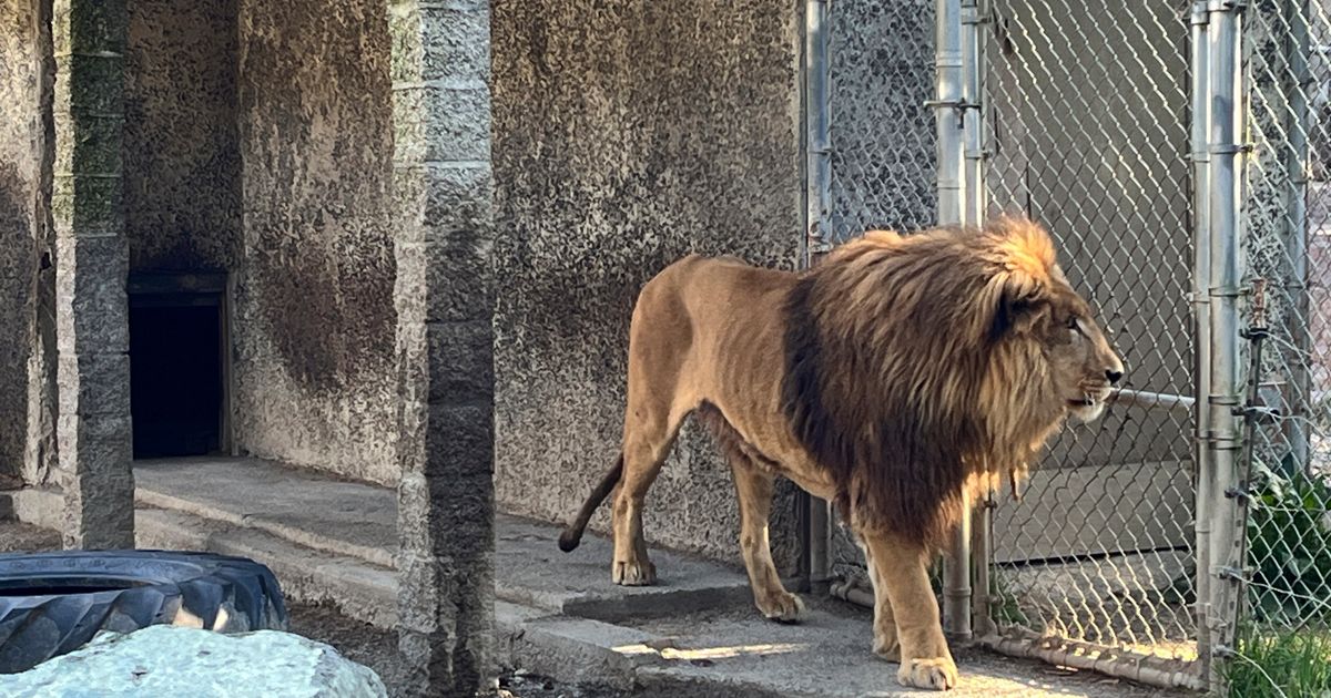 Oregon safari park owner indicted on more than 300 animal neglect charges