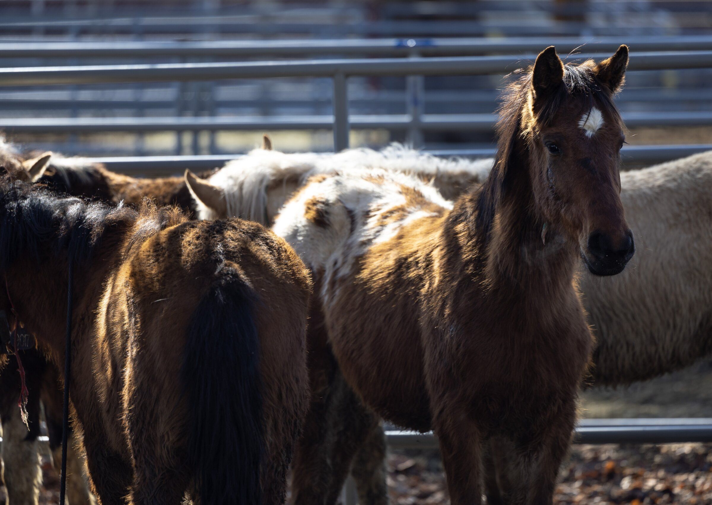 Wild horses steal WA trainers' hearts | The Seattle Times