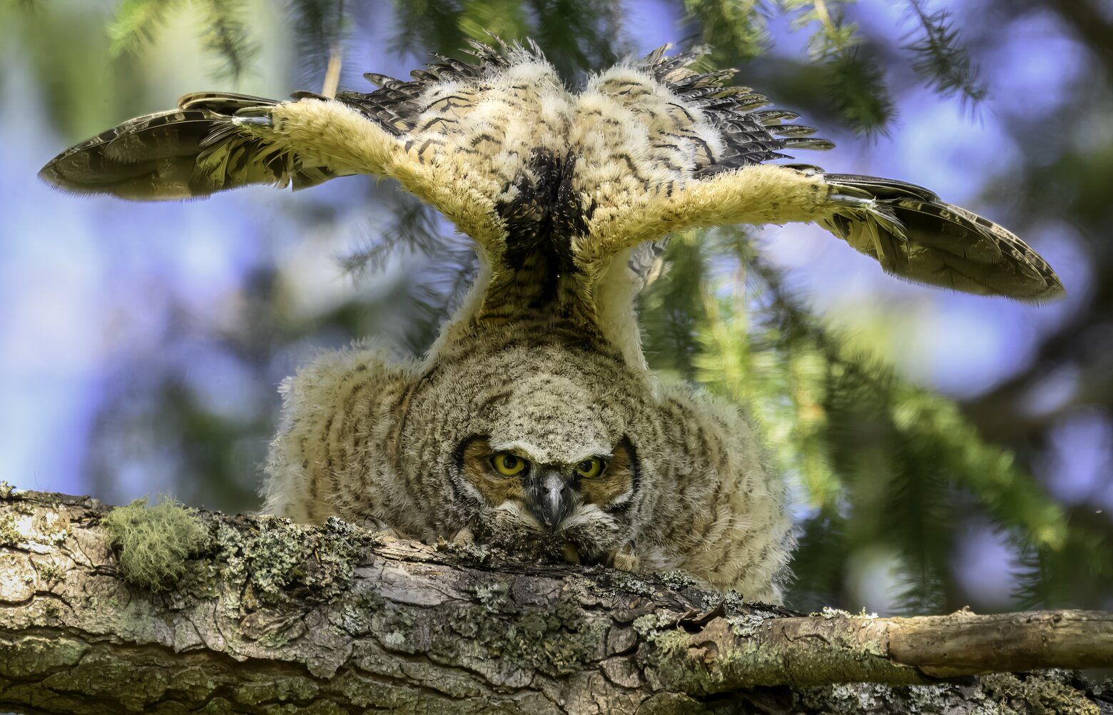 Owlet wings it on a WA island | The Seattle Times