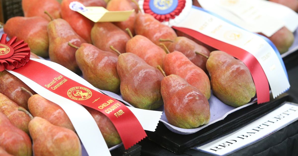 NW pear harvest bounces back with 60% increase in 2025 after record ...