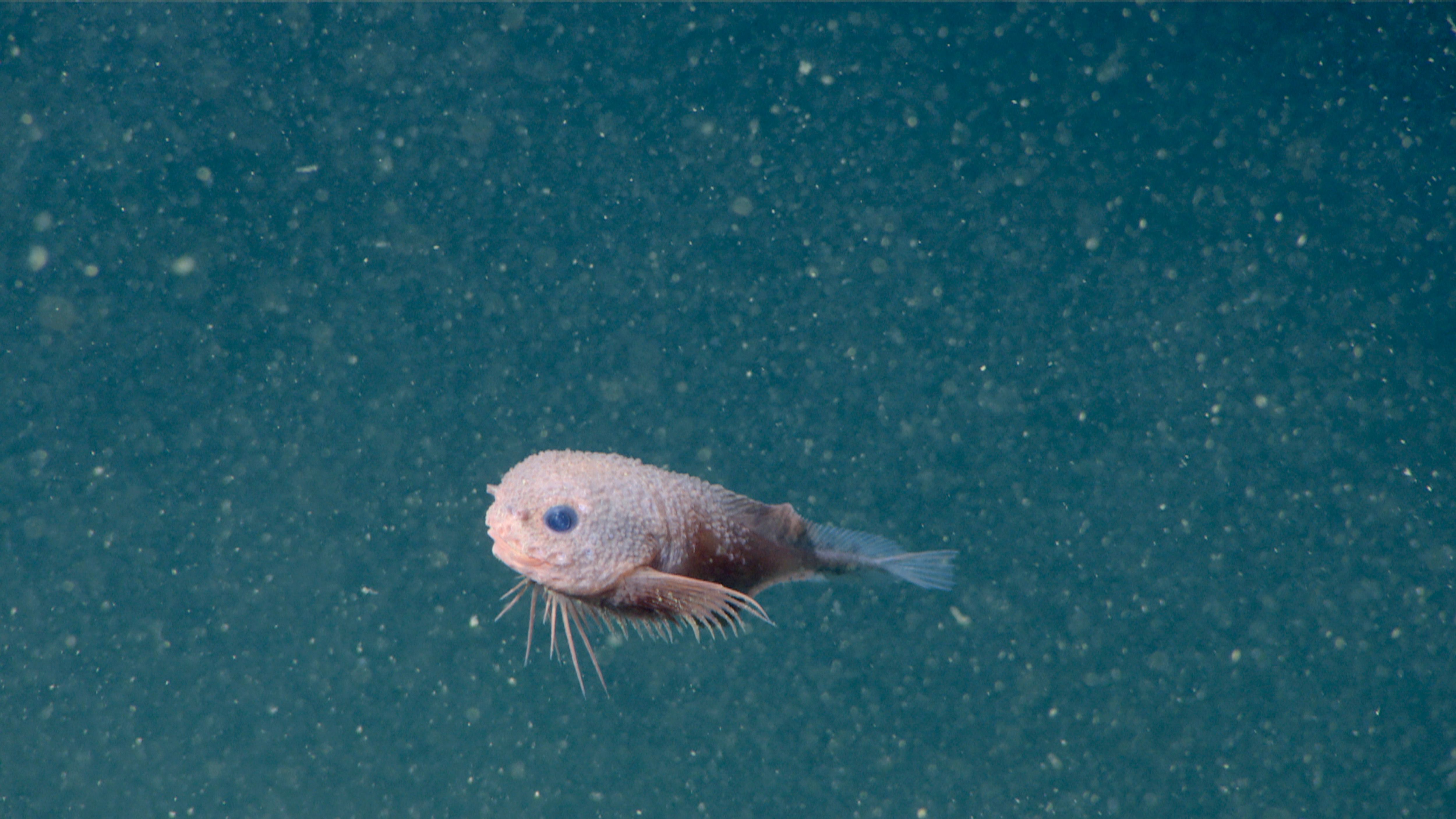 A new, 'adorable' deep-sea fish swims into view | The Seattle Times