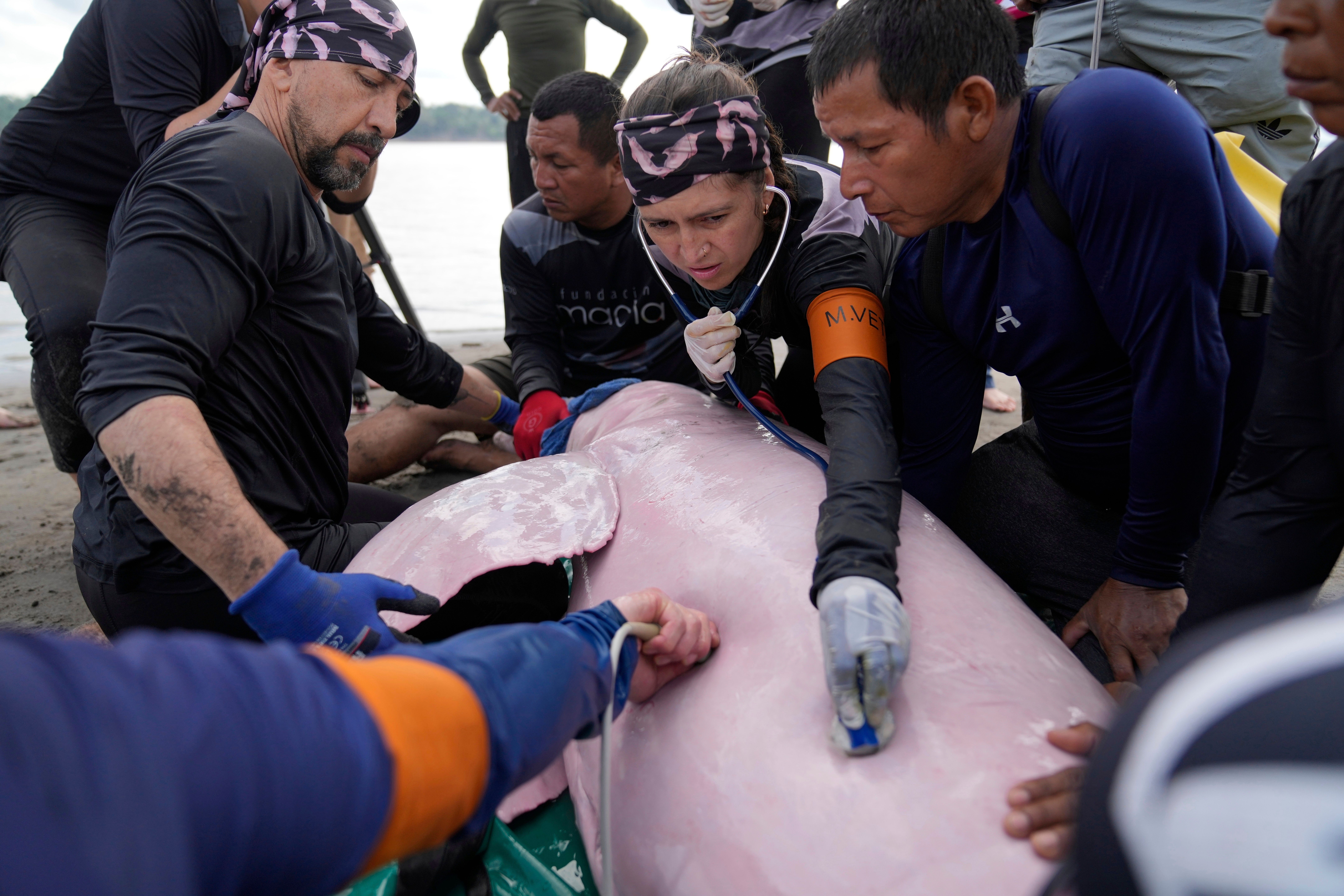 Endangered pink river dolphins face a rising mercury threat in the