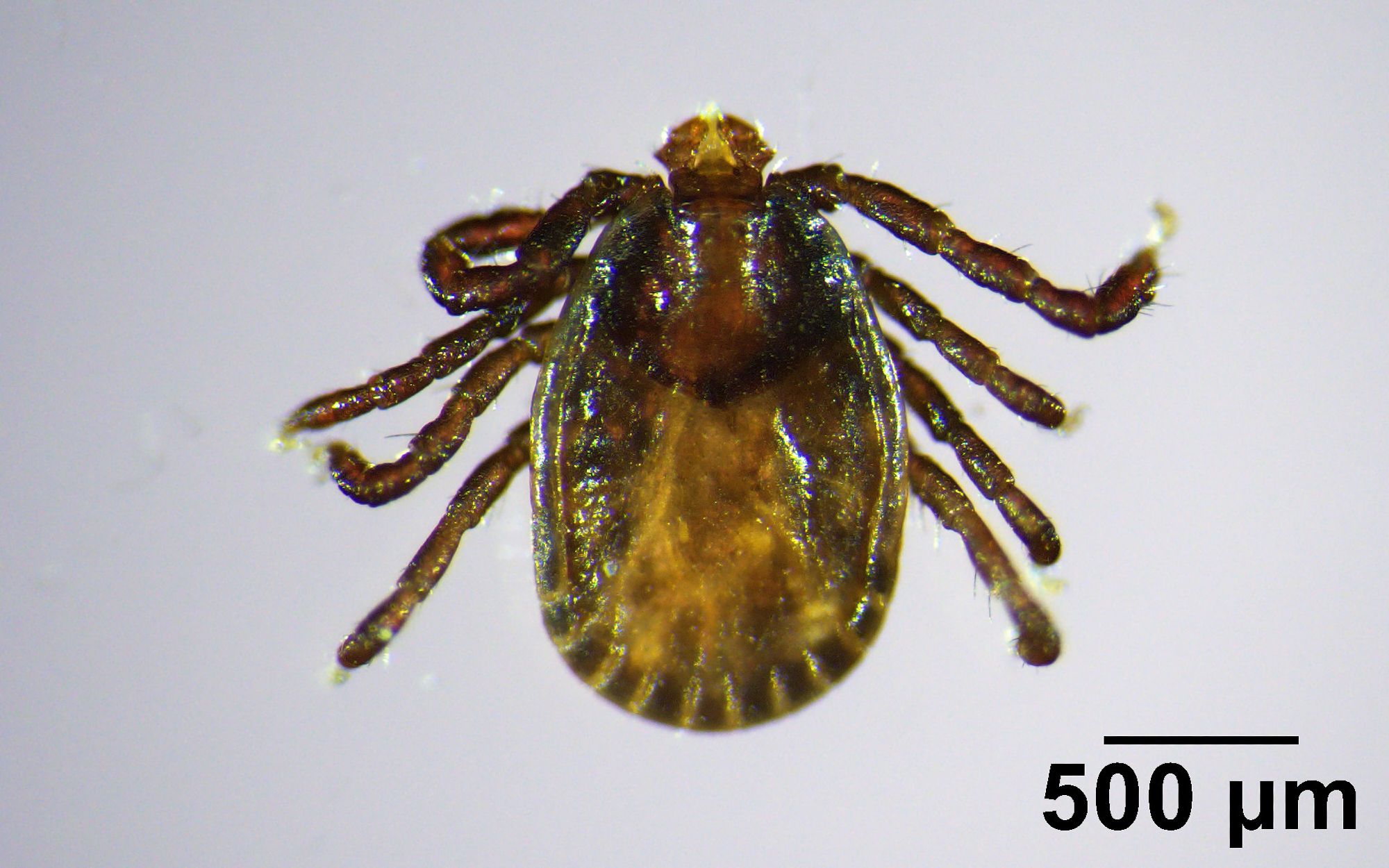 Invasive, disease-carrying tick found in Maine, the farthest