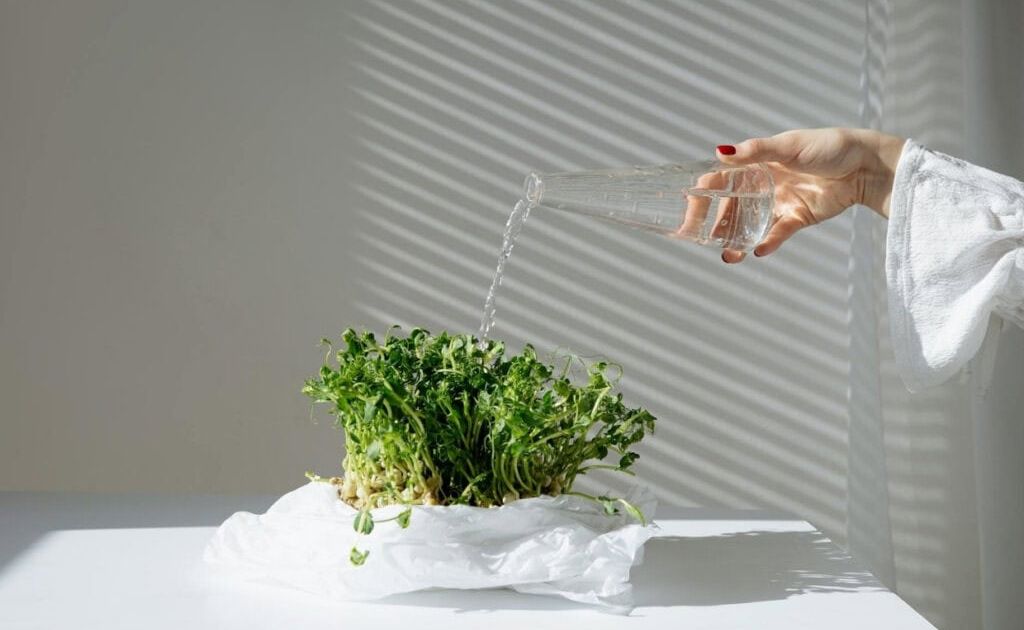 creeping succulent plants String of Tears Senecio Herreianus 2 inch by Succulents Box