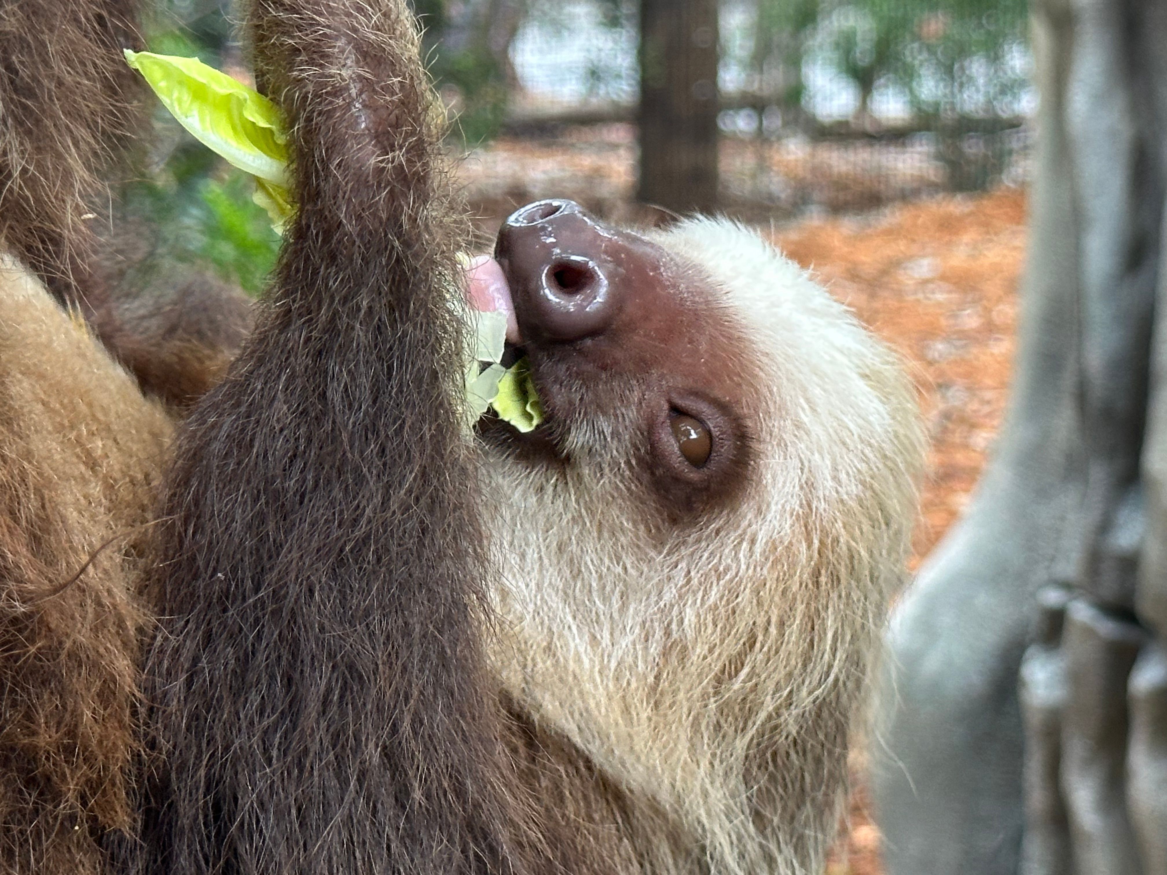 Golden lion tamarins and sloths become unlikely roommates at Golden lion tamarins and sloths become unlikely roommates at