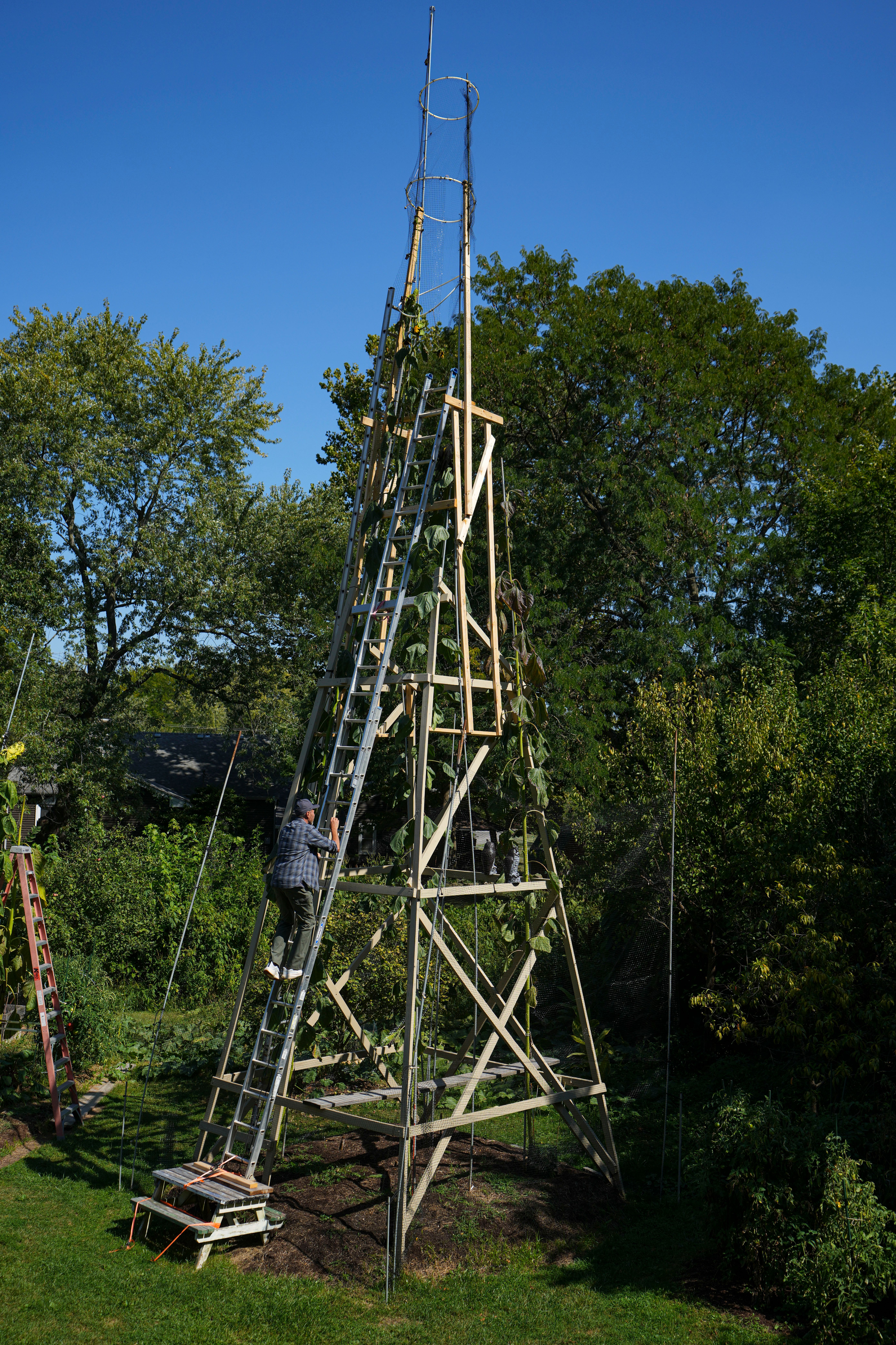 The world's tallest sunflower blooms in an Indiana backyard as a