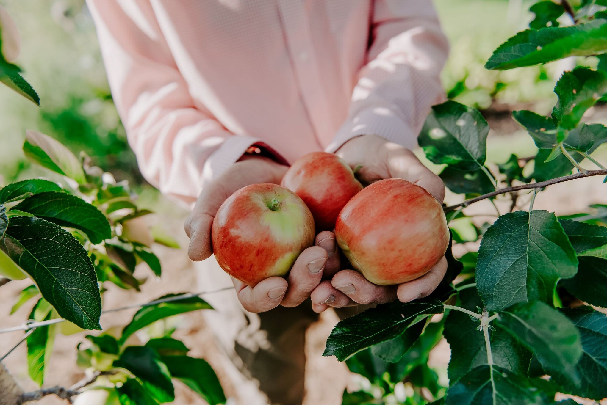 Time is ripe for radical change in WA apple industry | The Seattle 