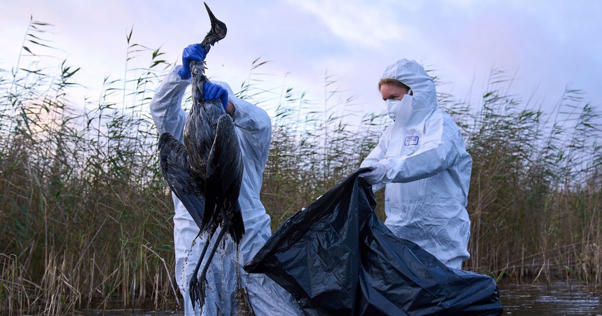 Bird flu hits migrating cranes hard in Germany as the virus flares up ...