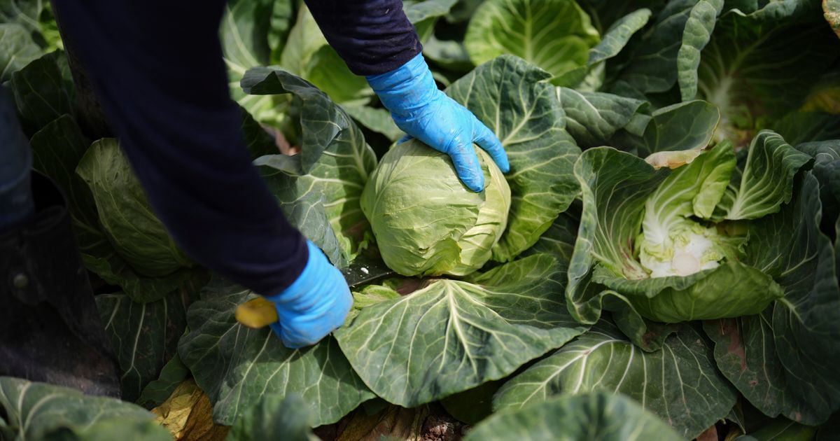 A recipe for avoiding 15 million deaths a year and climate disaster is ...