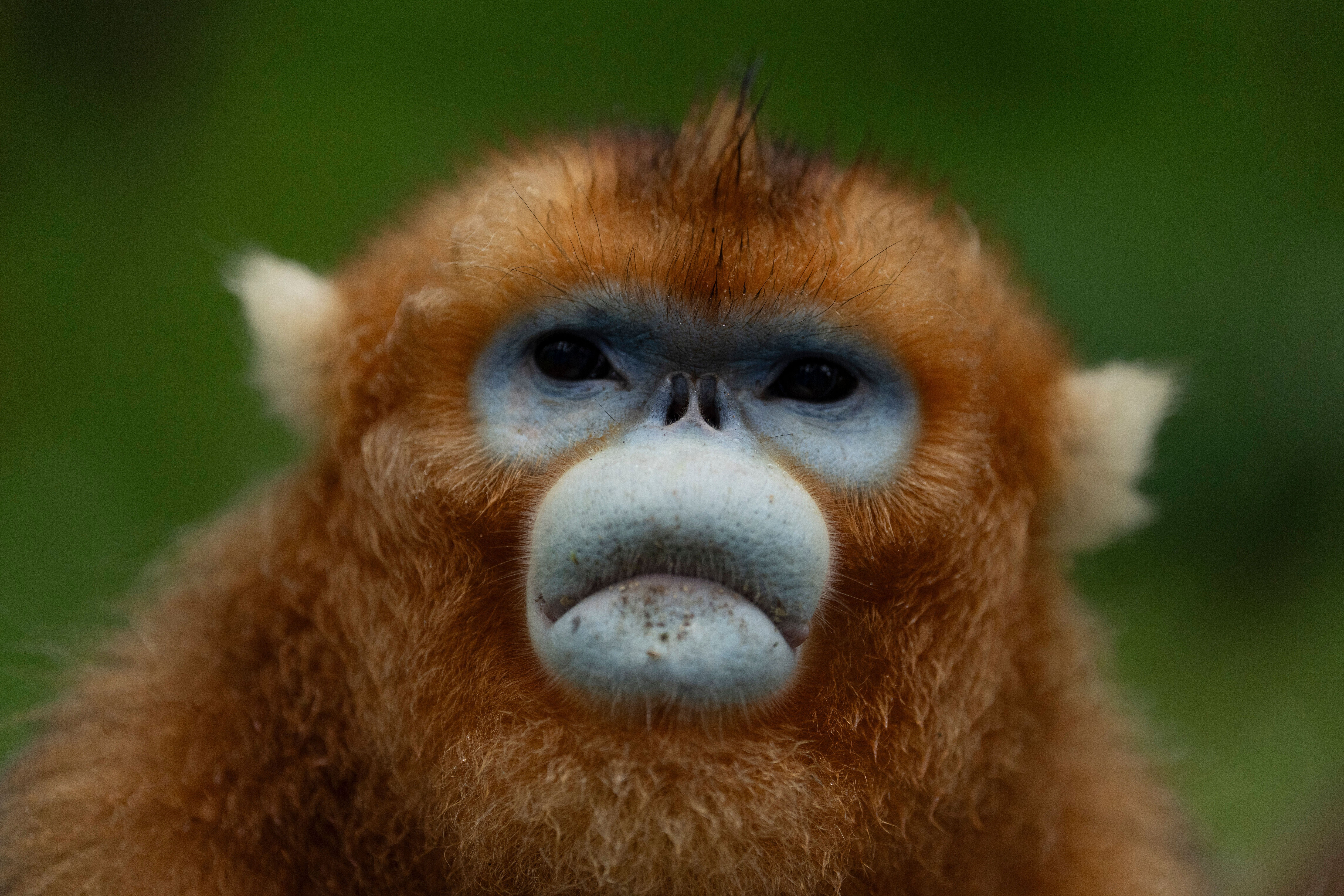 China's rare golden monkeys debut at European zoos, a possible