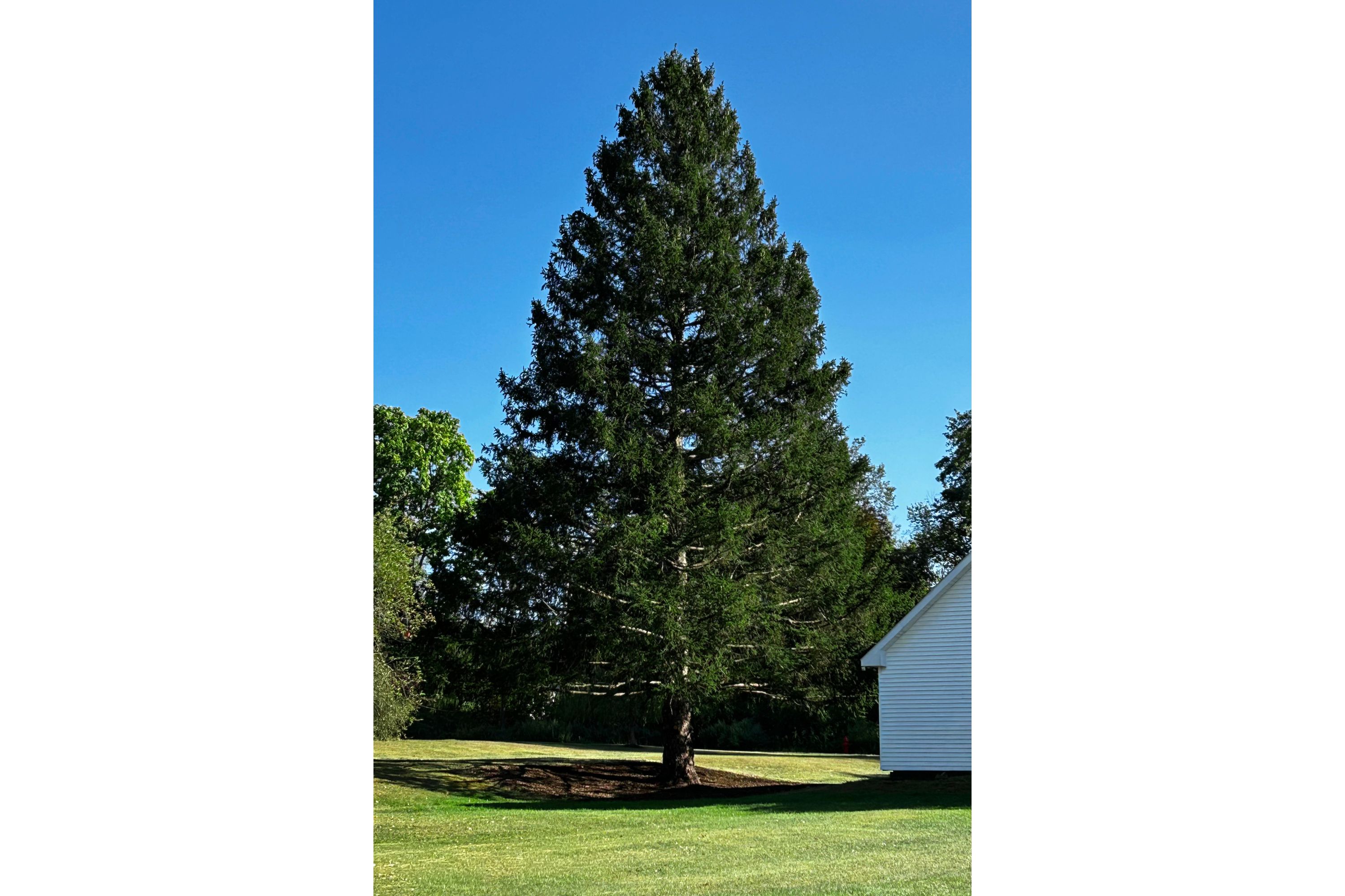A majestic Norway spruce from upstate New York chosen as