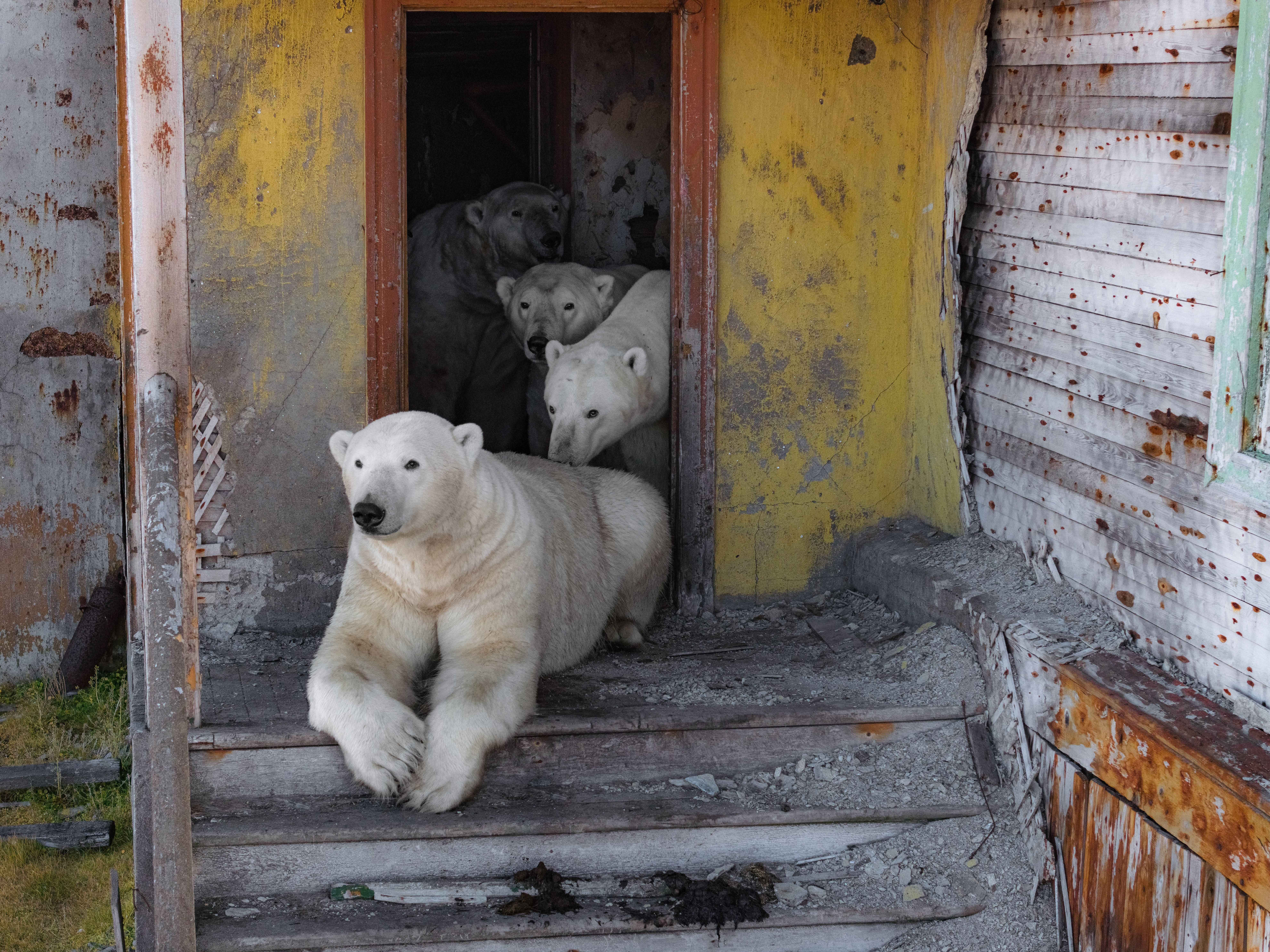 Photos show polar bears chilling at home in abandoned Russian