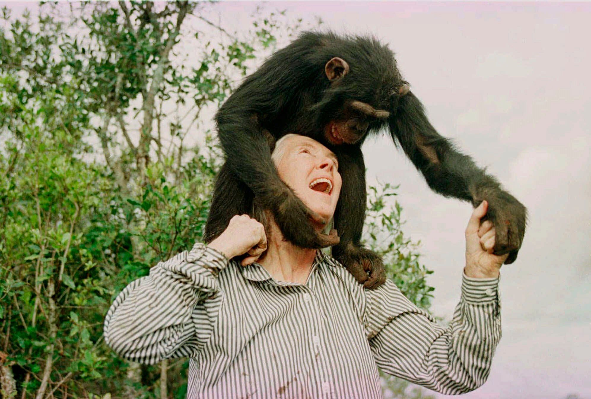 Remembering Jane Goodall in photos: the conservationist renowned