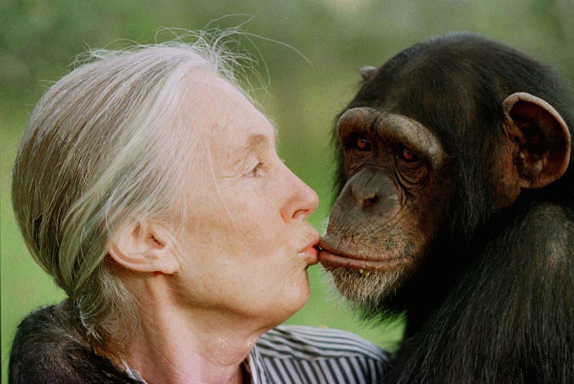 Jane Goodall, the celebrated primatologist and conservationist
