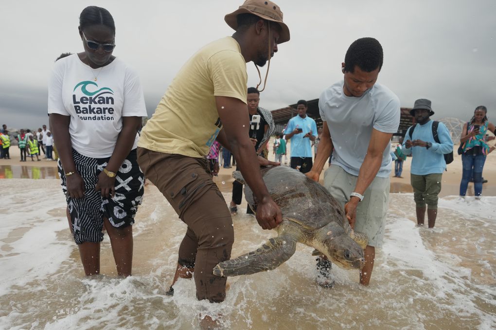 Nigerian conservationists lead efforts to save endangered turtles