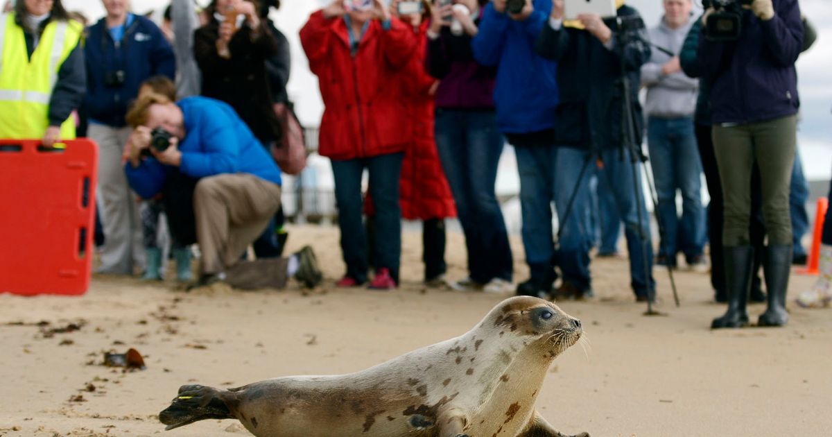 Arctic seals and more than half of bird species are in trouble on