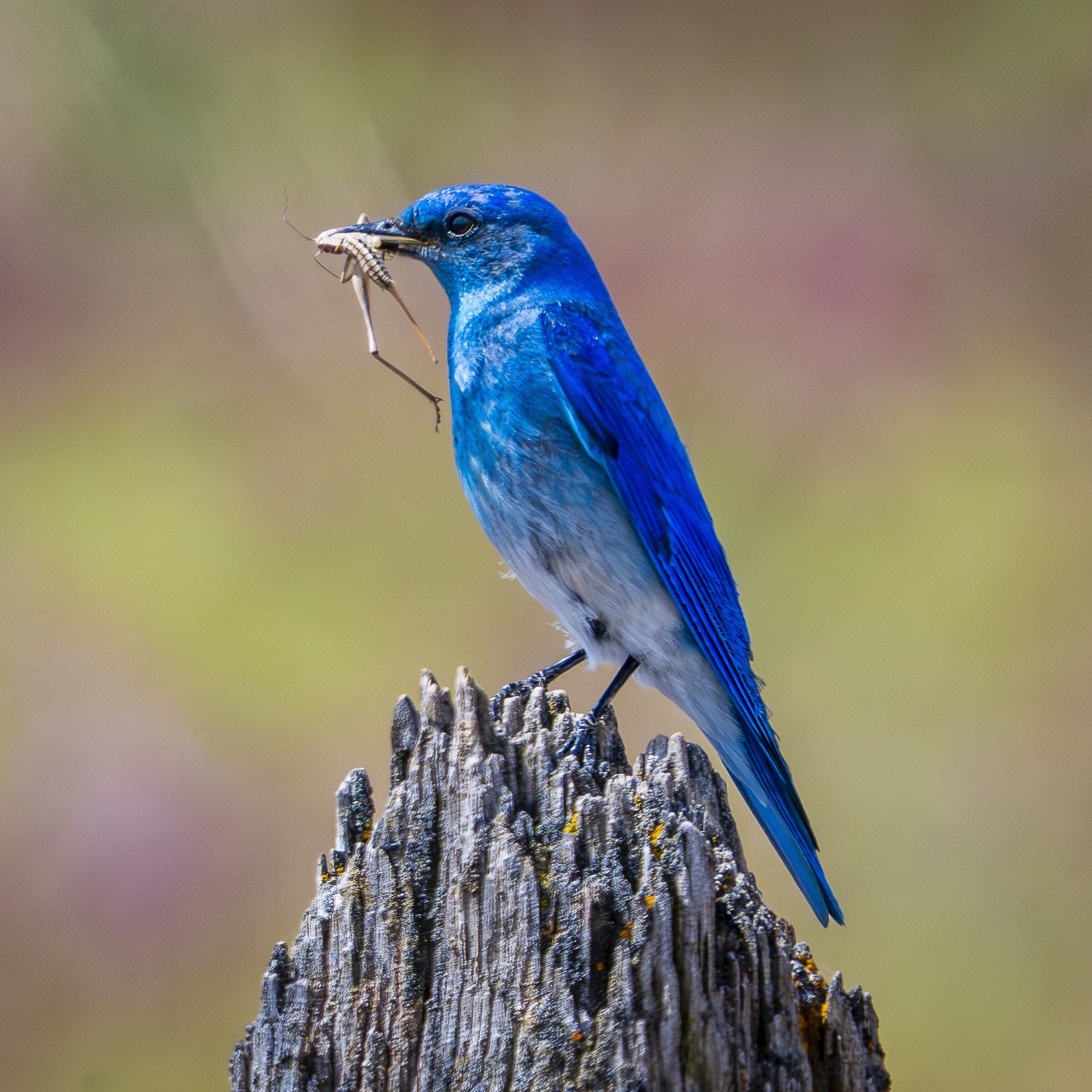 WA trail reveals his bluebird of happiness | The Seattle Times