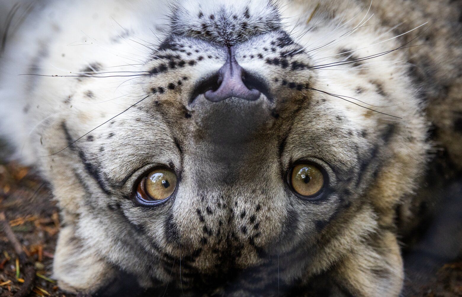 Photos: Woodland Park Zoo residents are ready for their close-ups