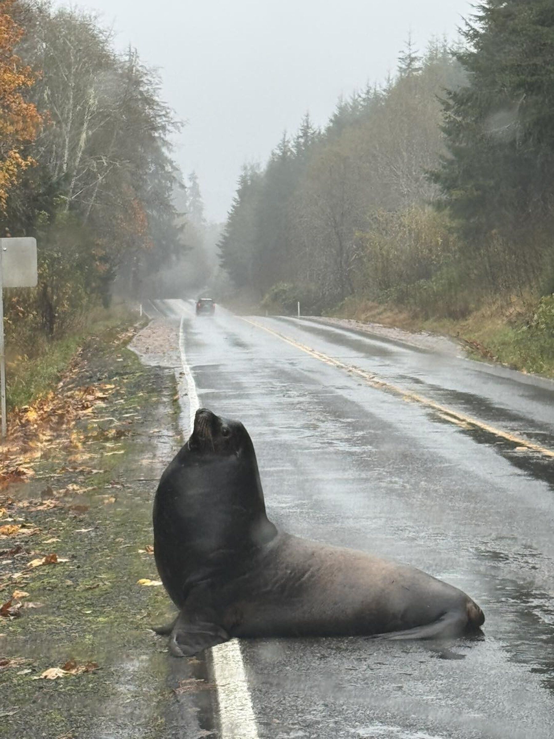 Sea lion blocks roadway in Cosmopolis | The Seattle Times