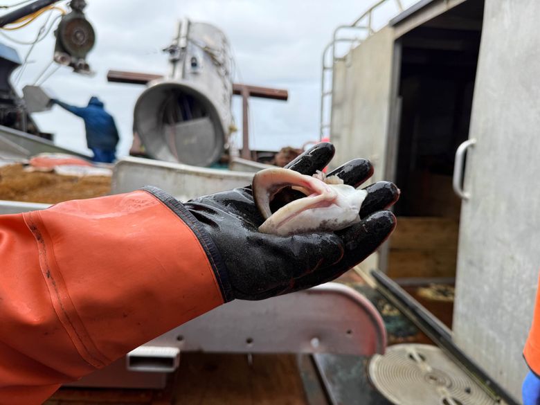 A fisher holds fish lips during a research trip in 2025. Killer whales will sometimes rip the body of a halibut off a line, leaving only the head still attached. (Courtesy of the International Pacific Halibut Commission)