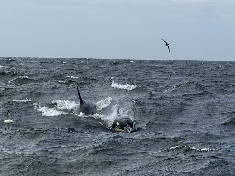 Killer whales swim alongside the Oracle during a research trip this year. (Courtesy of the International Pacific Halibut Commission)