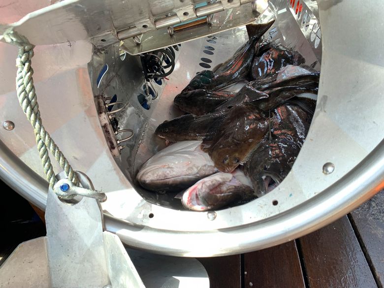 Fish inside a Sago shuttle during a research trip in 2023. (Courtesy of the International Pacific Halibut Commission)