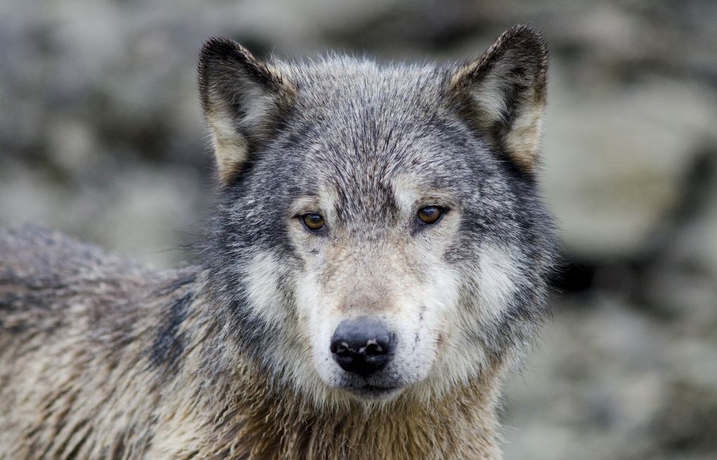 Wolf steals fish, a new discovery of animals using tools, caught on camera