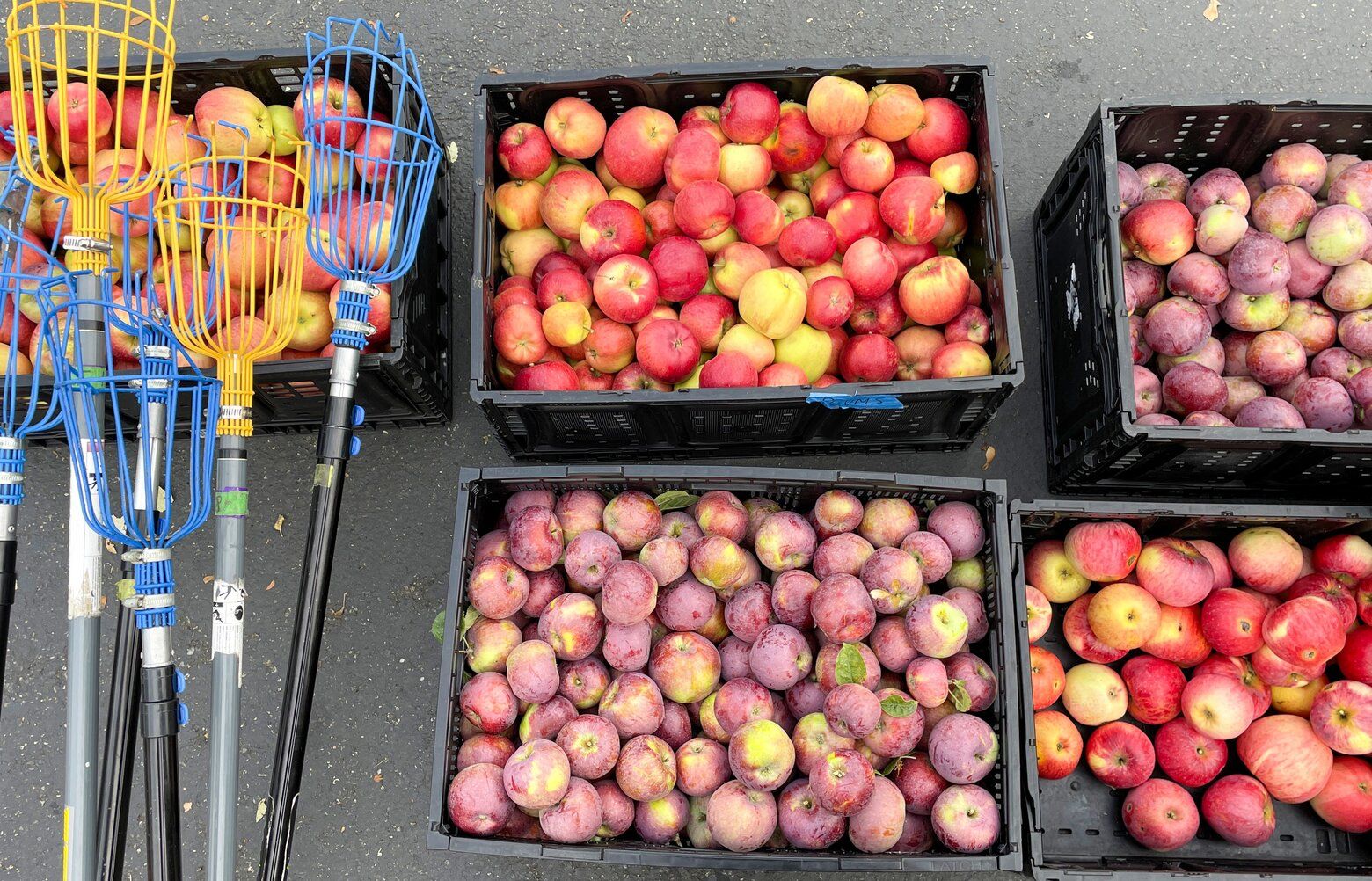 11212025_cityfruitapples23-