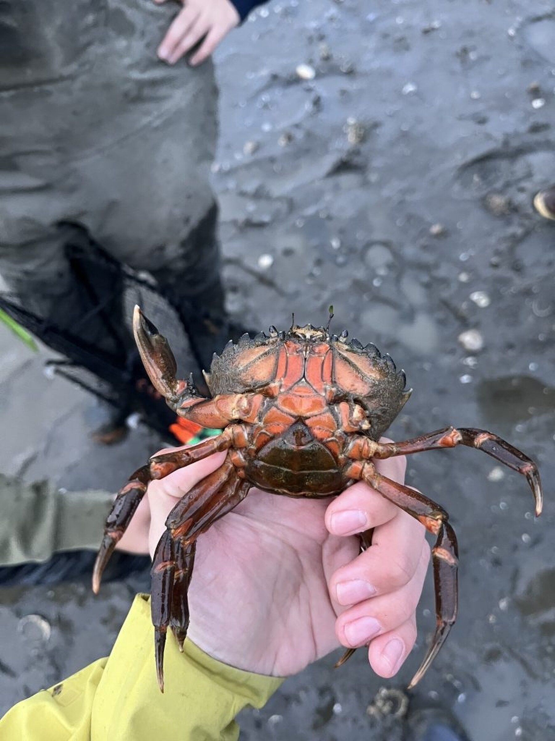 7” Crabs ! Ivanhoe/Marek サイコビリー Enikő Eged - Spotted Calico Crab | PSTR studio