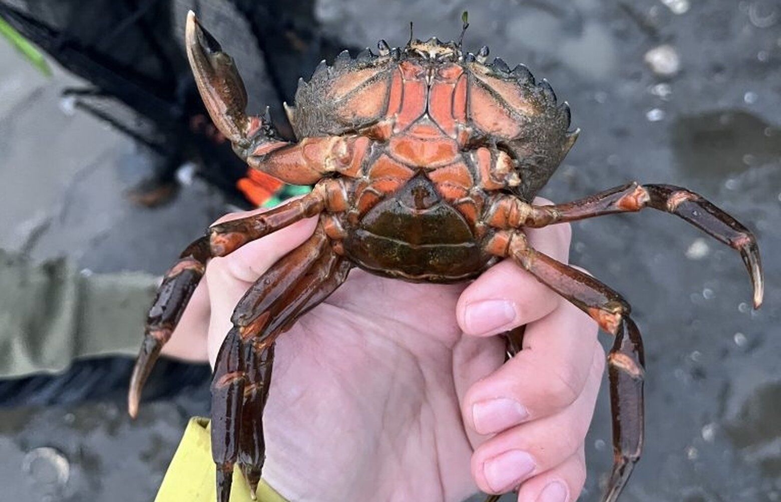 Invasive European green crabs discovered in WA's Skagit Bay | The