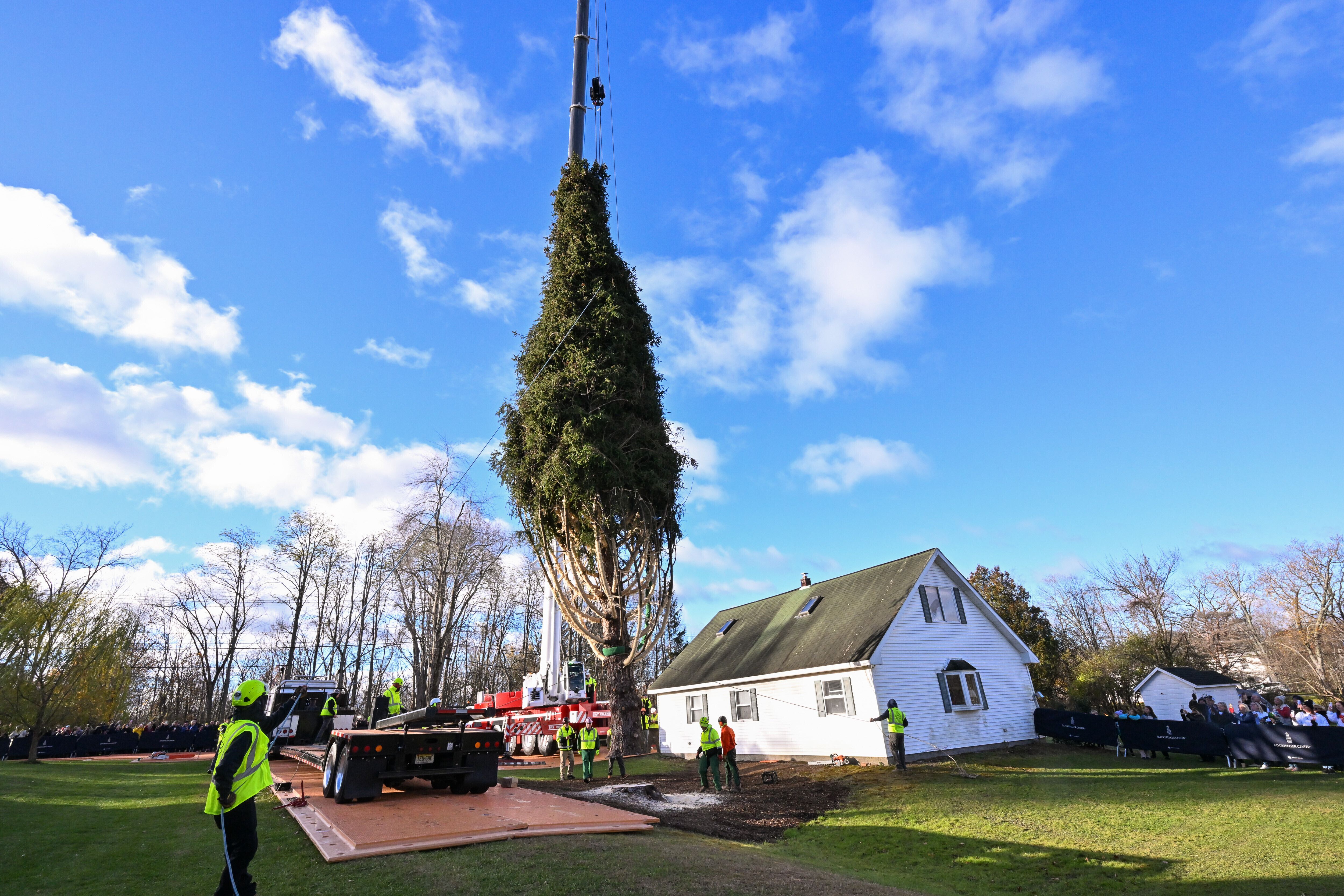 Rockefeller Christmas tree is harvested from upstate New York and
